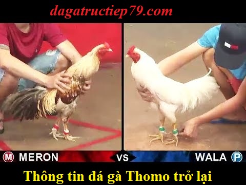 Đá gà trực tiếp thomo