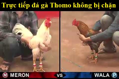 Trực tiếp đá gà thomo