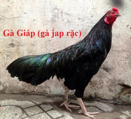 gà giáp