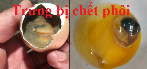 trúng bị chết phôi