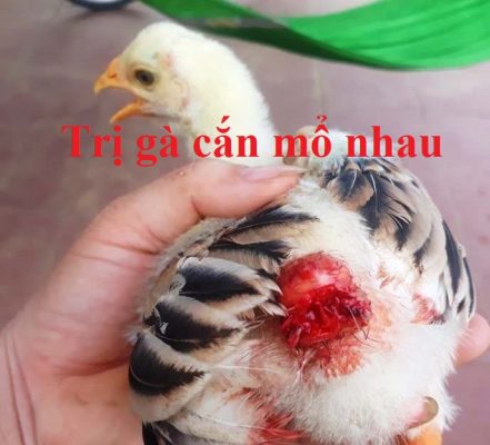 gà cắn mổ nhau