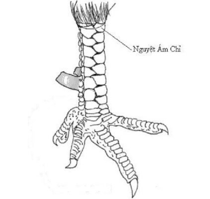 vảy nguyệt ám chỉ