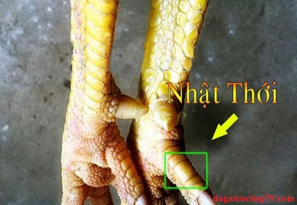 vảy nhật thới