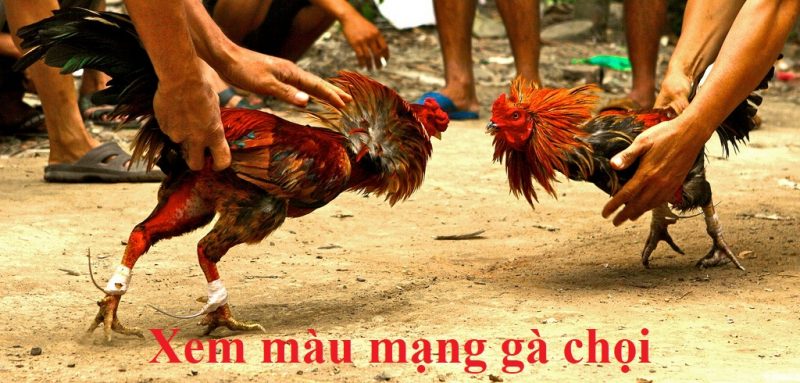 xem màu mạng gà chọi