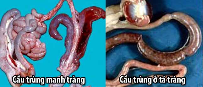 bệnh cầu trùng ở gà