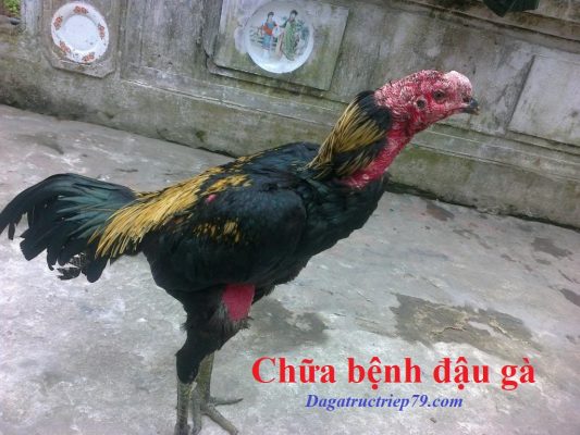 bệnh đậu gà