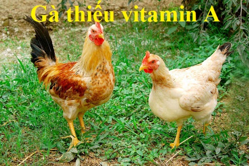 Gà thiếu vitamin A