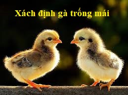 nhận biết gà trống mái