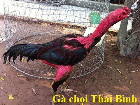 Gà chọi Thái Bình