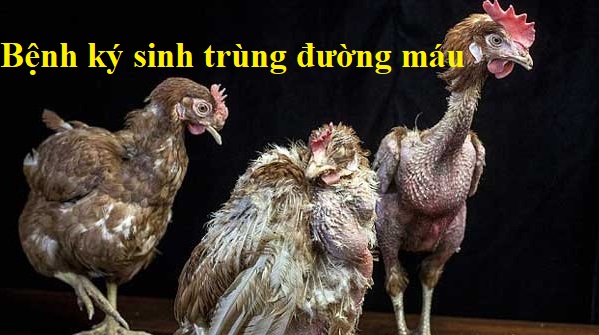 bệnh ký sinh trùng đường máu