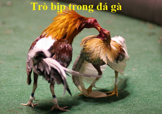 trò bịp trong đá gà