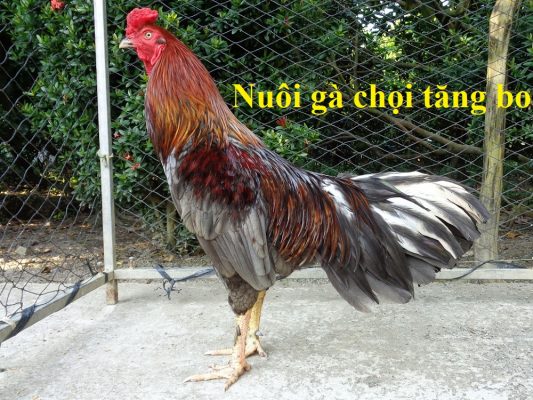 nuôi gà đá bo bớn