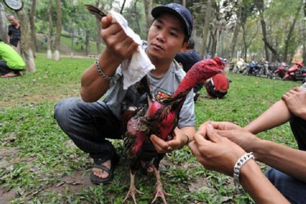 Tắm gà chọi 