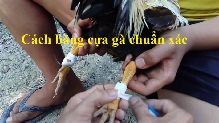 cách băng cựa gà