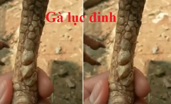 gà lục đinh