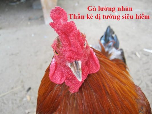 gà lưỡng nhãn