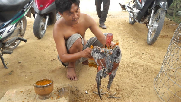 Vô nghệ cho gà