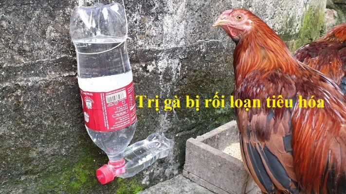 gà bị rối loạn tiêu hóa