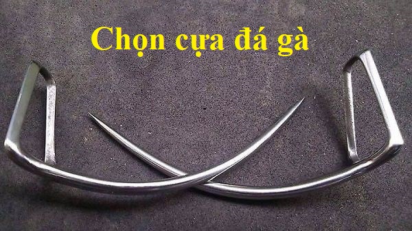 chọn cựa đá gà