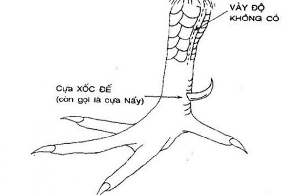 cựa xộc đế