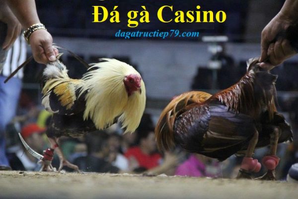 đá gà casino