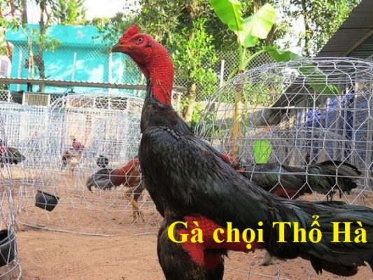 Gà chọi Thổ Hà