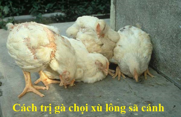 Gà chọi xù lông