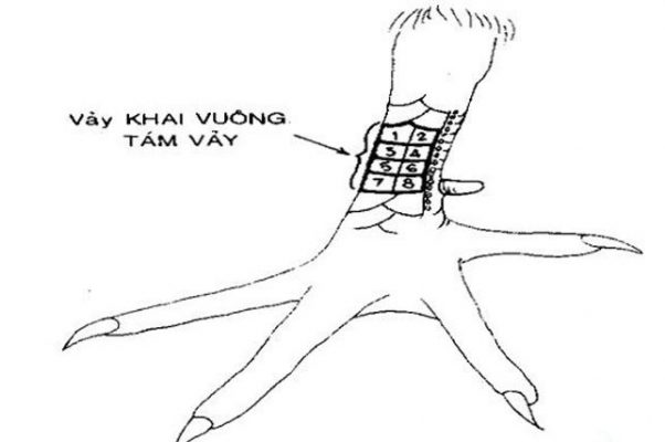 Khai vuông bám bảy