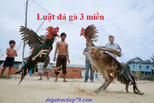 luật đá gà 3 miền