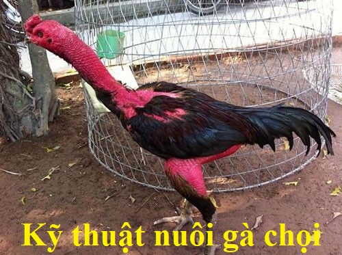 nuôi gà chọi