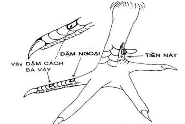 vảy dặm ngoại