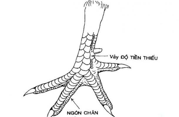 vảy độ tiền thiếu