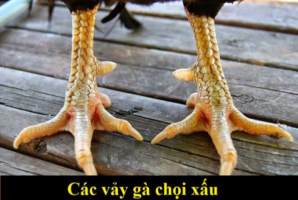 vảy gà chọi xấu