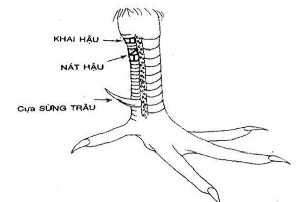 vảy nát hậu