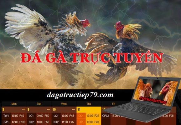 xem đá gà trực tuyến