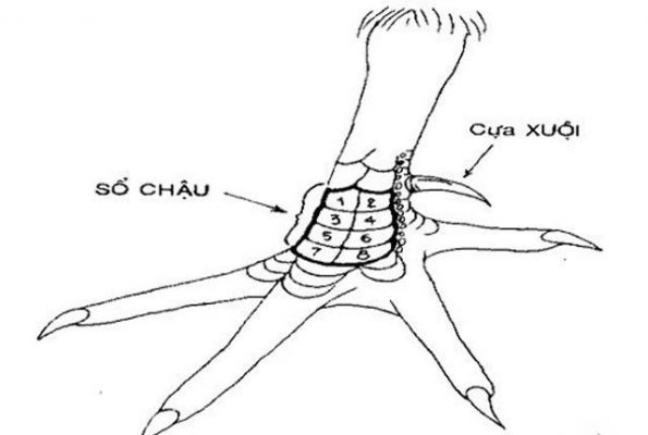 xổ chậu 8 vảy