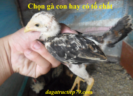 Chọn gà con hay