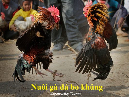 Nuôi gà đá bo khủng