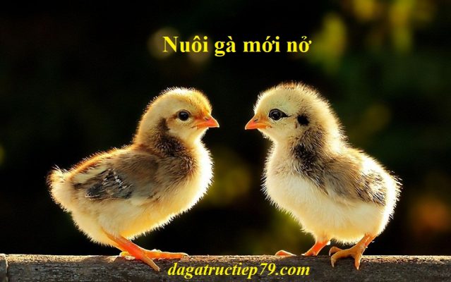 Nuôi gà mới nở