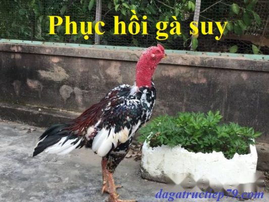 Phục hồi gà suy