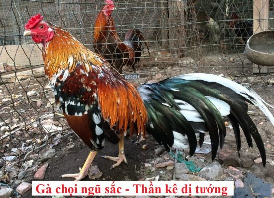 gà đá ngũ sắc