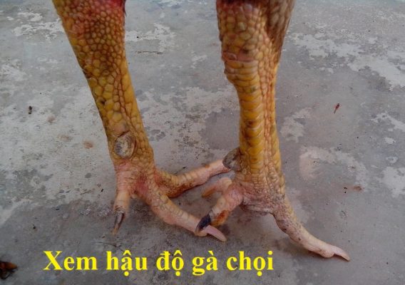 hậu độ gà chọi