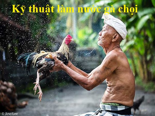 làm nước gà chọi