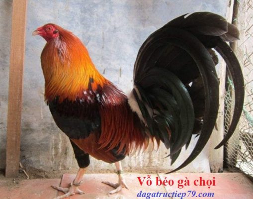 Vỗ béo gà chọi