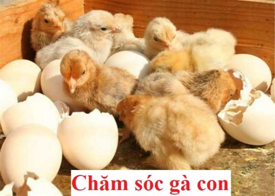 chăm sóc gà con