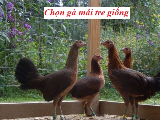 chọn gà mái tre