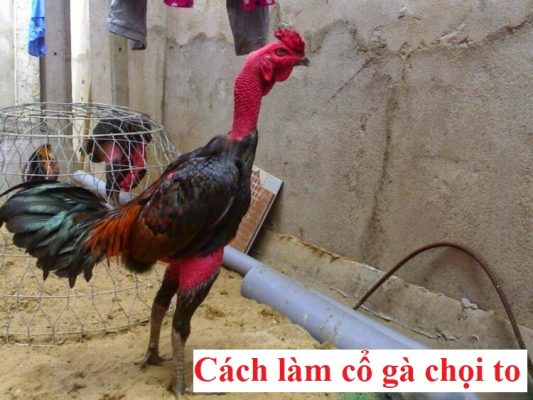 làm cổ gà to