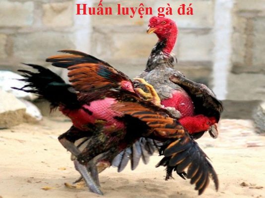 Huấn luyện gà đá