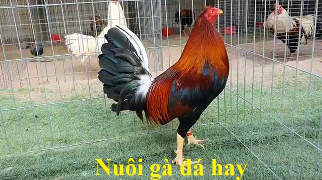 Nuôi gà đá hay