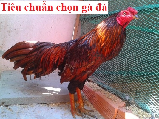 tiêu chuẩn chọn gà